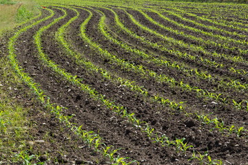 maize meadow