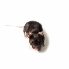Black lab mouse isolated on white background, Germany