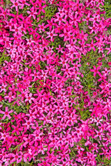 Obraz premium Polsterphlox - Phlox subulata
