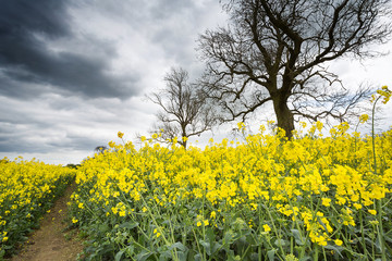 Rape Seed
