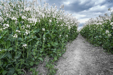 Rape Seed