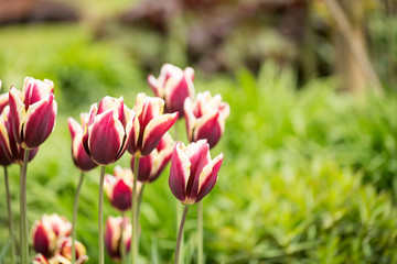 Tulips