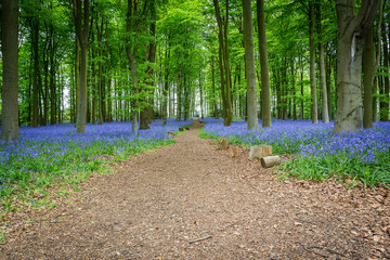Bluebell Woods
