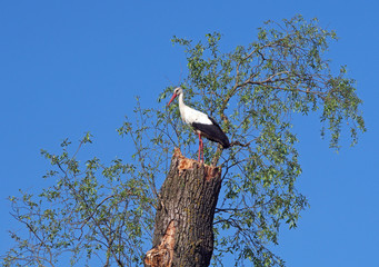 Stork on an old tree on a background blue sky