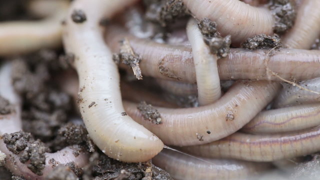 Earthworms