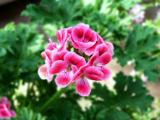 rosa Blume im Garten