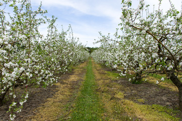 Apple`s orchard