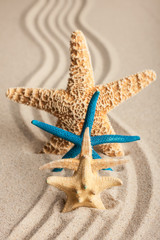 Four starfish in the sand