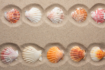 Seashells in the sand