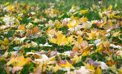 autumn leaves on grass