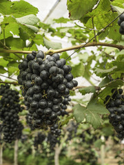 Many large bunches of black grapes at vineyard