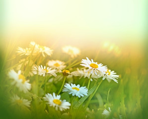 Little daisy (spring daisy) in grass