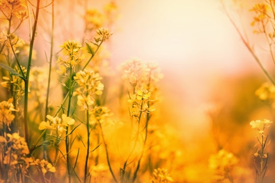 Fototapeta Yellow flowers - Spring in a meadow
