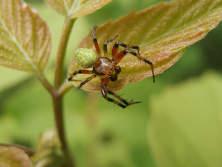 Spider on leaf