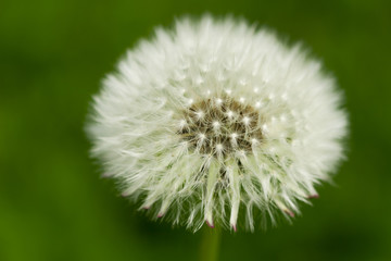 macro one white fluffy dandelion