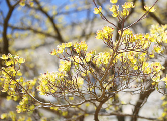 Spring Blossoms. Green Flowers on the Tree Outside. Outdoor