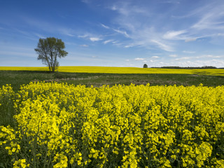 Yellow oilseed rape field