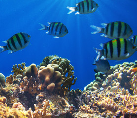 Plakat Coral fish