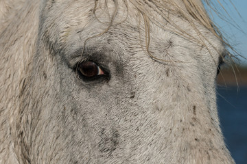 horse's eye