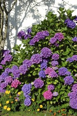 Obraz premium Hortensie im Garten