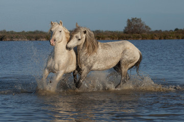 fighting stallions
