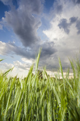 Campo di grano verde