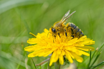 Honeybee on yellow dandelion.