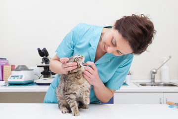 Young female veterinary caring of a cute cat - 64489294