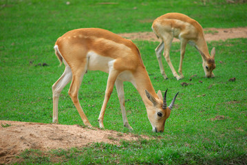 impala