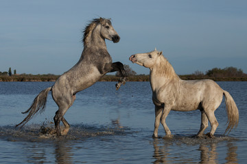 Obraz na płótnie Canvas fighting stallions