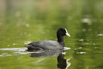 Eurasian Coot, Coot, Fulica atra