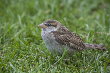 Passero
