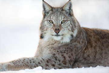 Naklejka na ściany i meble Lynx rests in the snow