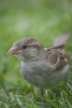 Passero