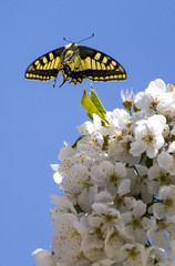 Yellow butterfly collecting pollen in cherry blossoms