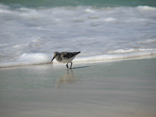 Beach Birds-3