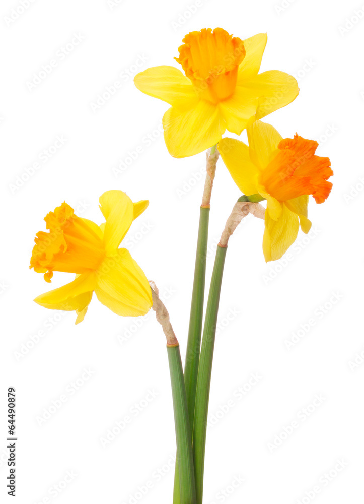 Wall mural daffodil flower or narcissus bouquet isolated on white backgro