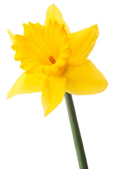 Narcis bloem of narcis geïsoleerd op een witte achtergrond knipsel