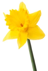 Foto op Plexiglas Narcis bloem of narcis geïsoleerd op een witte achtergrond knipsel © Natika