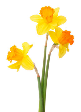 Daffodil flower or narcissus  bouquet  isolated on white backgro