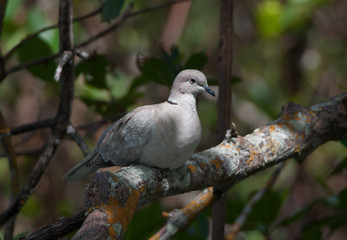 Eurasian Collared-Dove