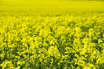 Spring field of rape.