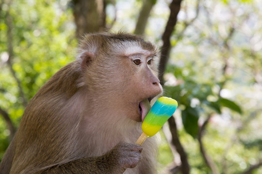 Affe schleckt Eis