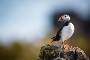 Puffin (Fratercula arctica), Isle of May, Scotland