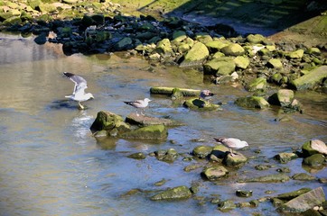 Seagulls looking for food among the rocks of the river banks