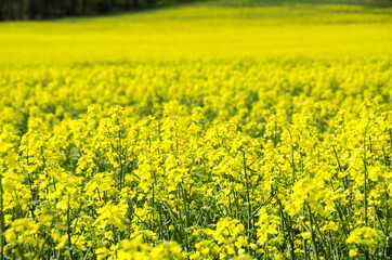 Obraz premium Spring field of rape.