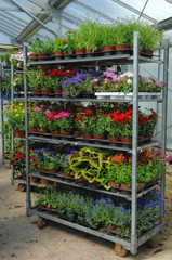 roll de plantes annuelles