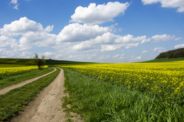 Blue sky over the rape field