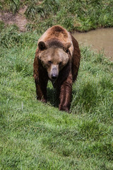 brown bear - ursus arctos