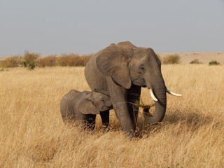 Fototapeta na wymiar Elephant and Baby